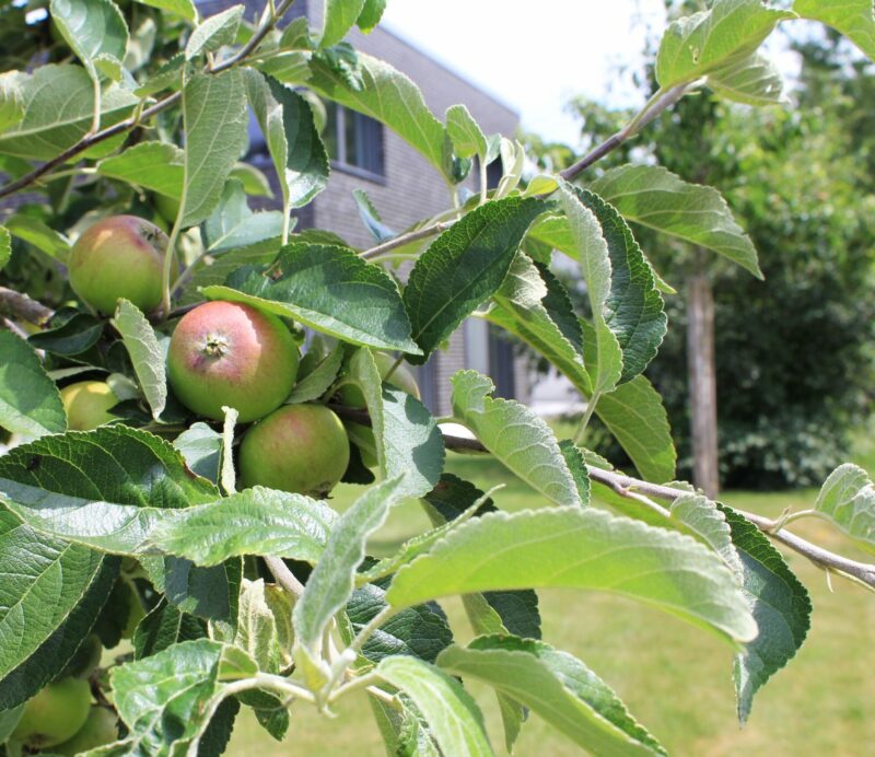 Apfelbaum im Garten vom Architekturbüro Die Planschmiede in Hankenbüttel